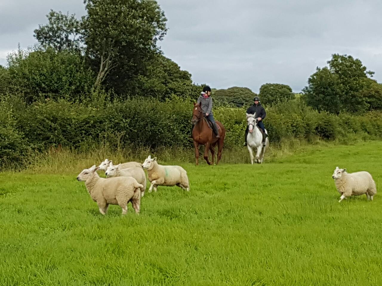 Farmland Horse Trekking