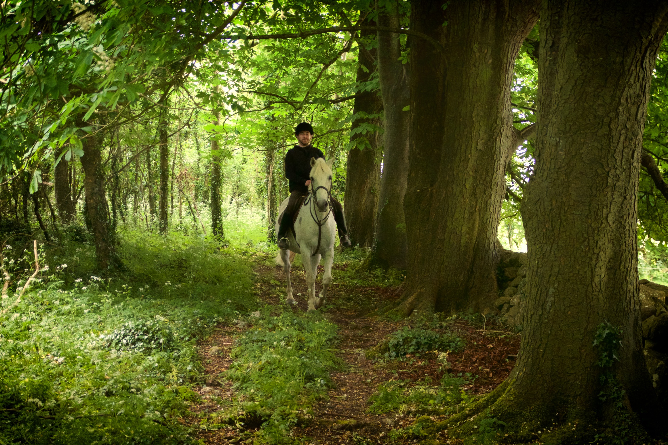 Woodland horse riding trekking Ireland